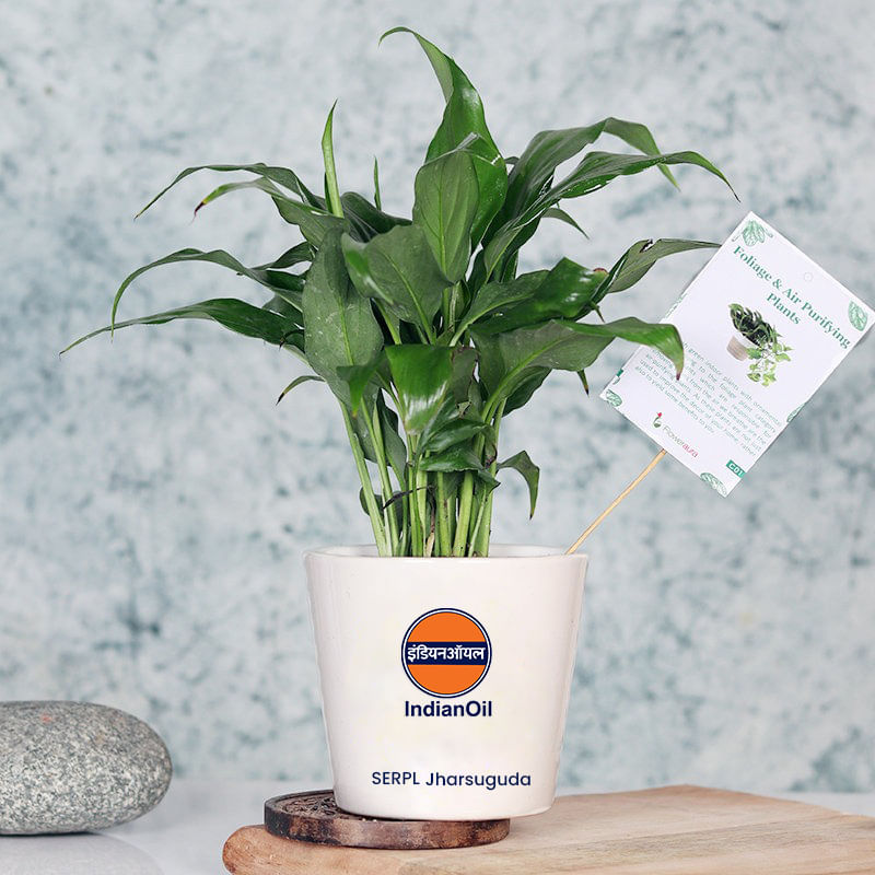 Indian Oil Plant Product 
